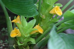 Curcuma ecalcarata